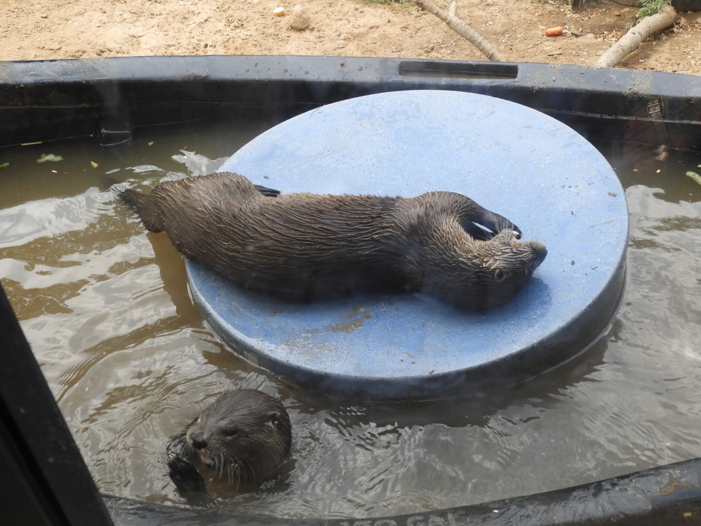 North American River Otters (Lontra canadensis)