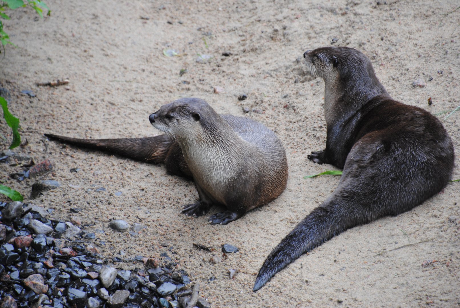 North American River Otters (Mixed Forest section)