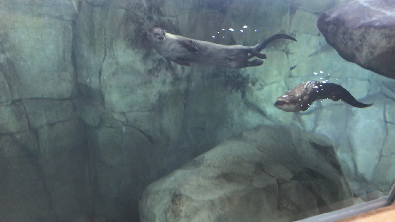 North American River Otters Moe and Clarke