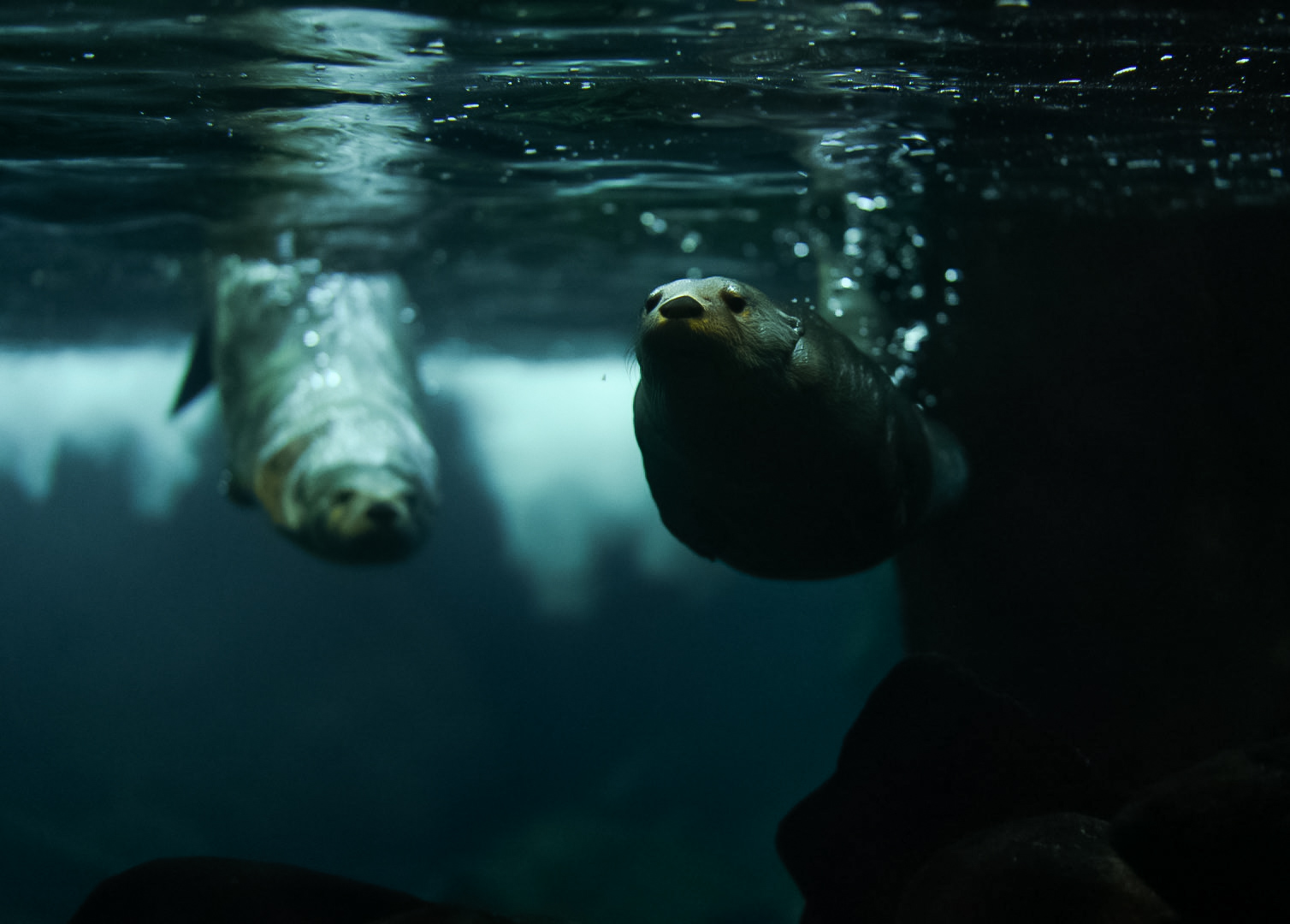 North American River Otters (Molalla & Ahanu)