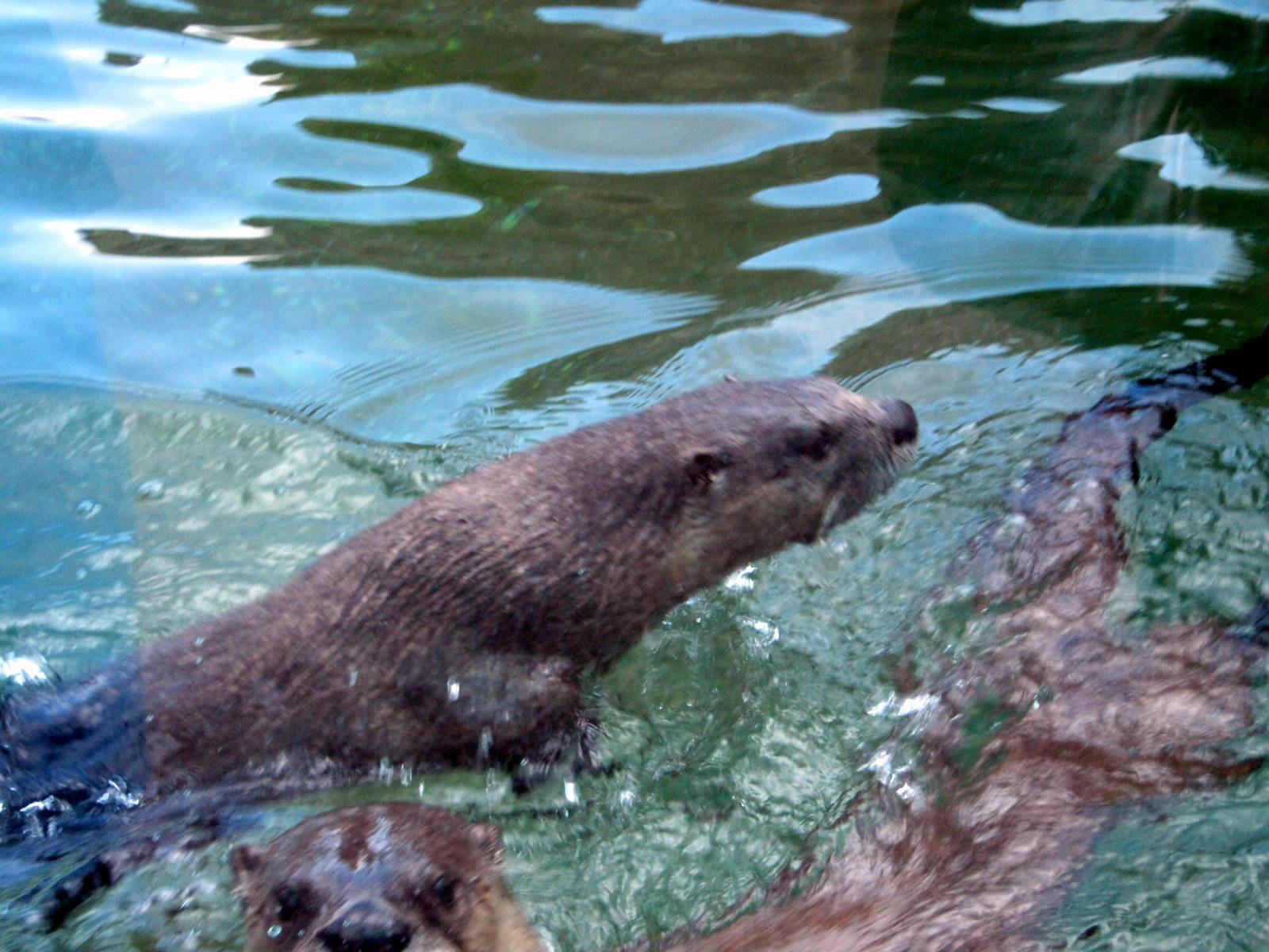 North American River Otters
