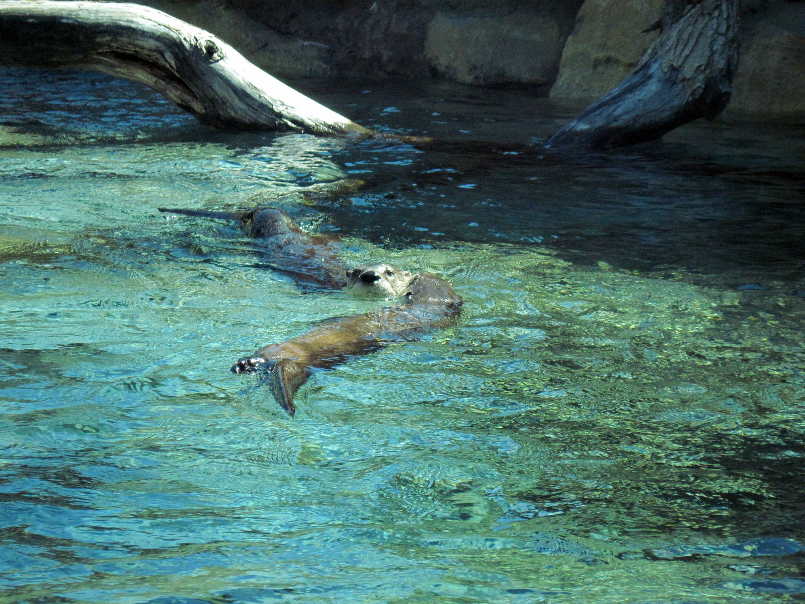 North American River Otters