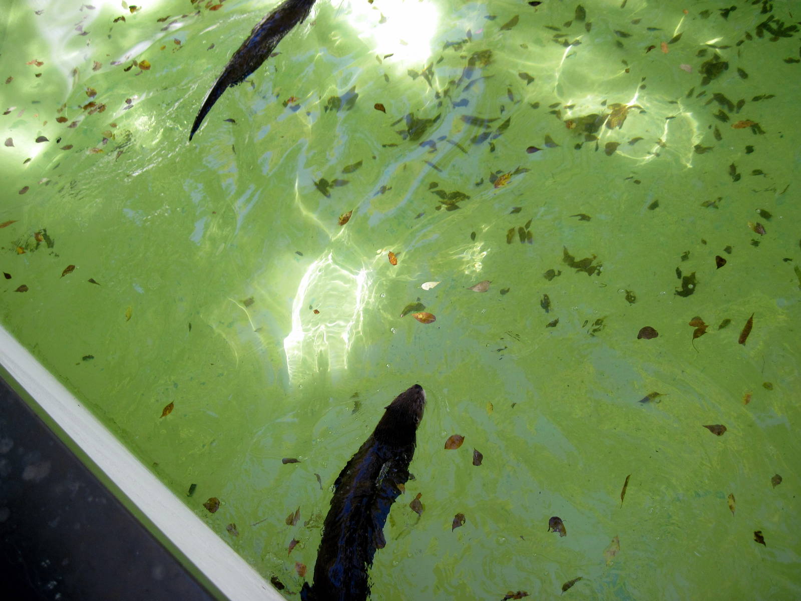 North American River Otters