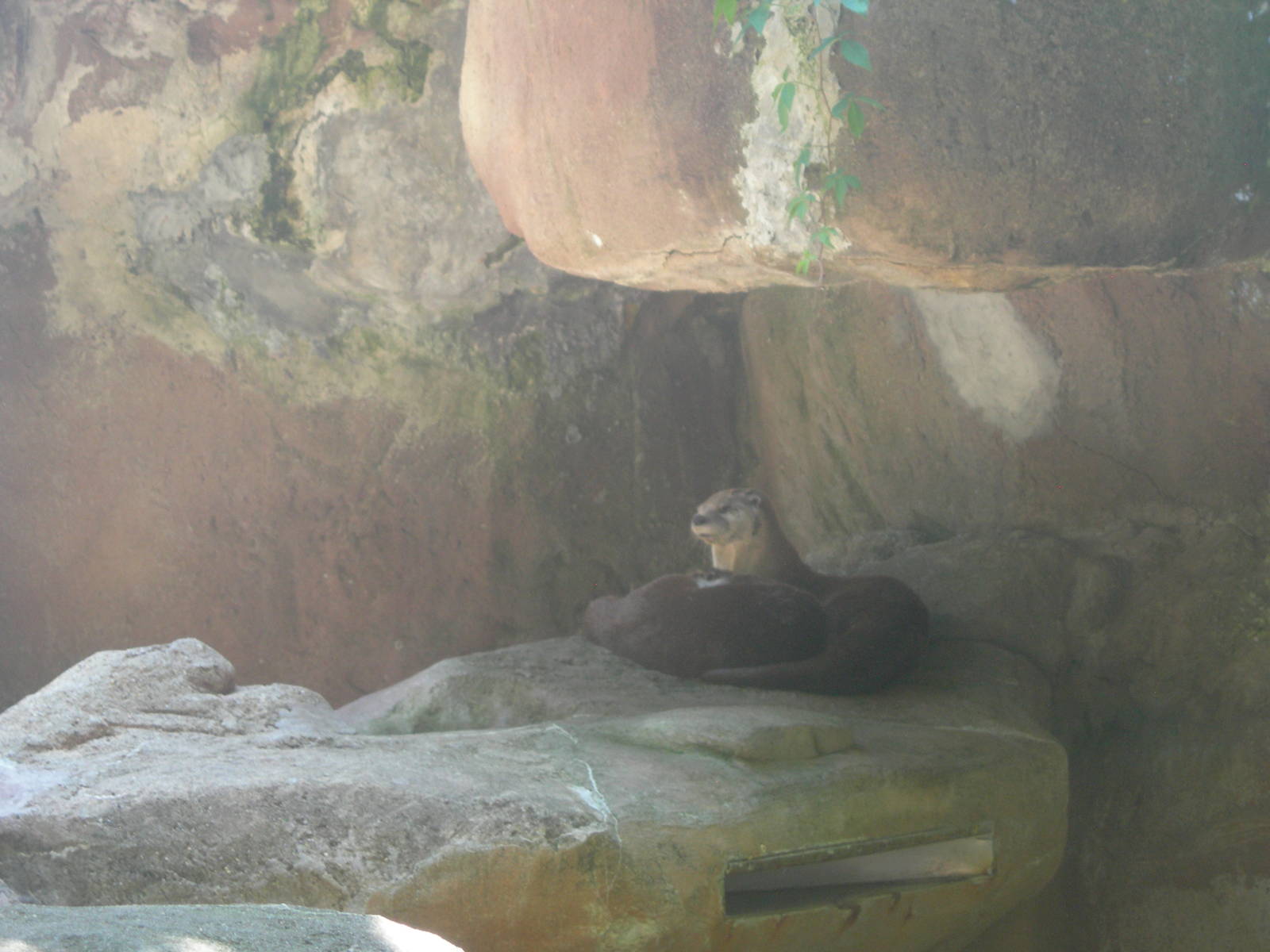 North american river otters