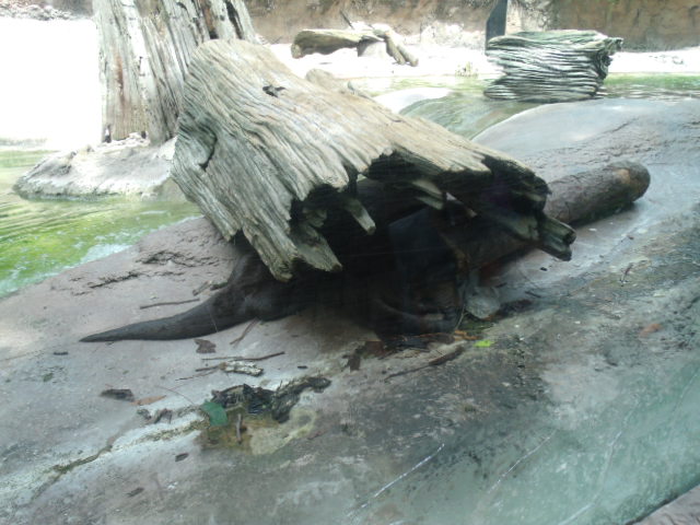 North American River Otters