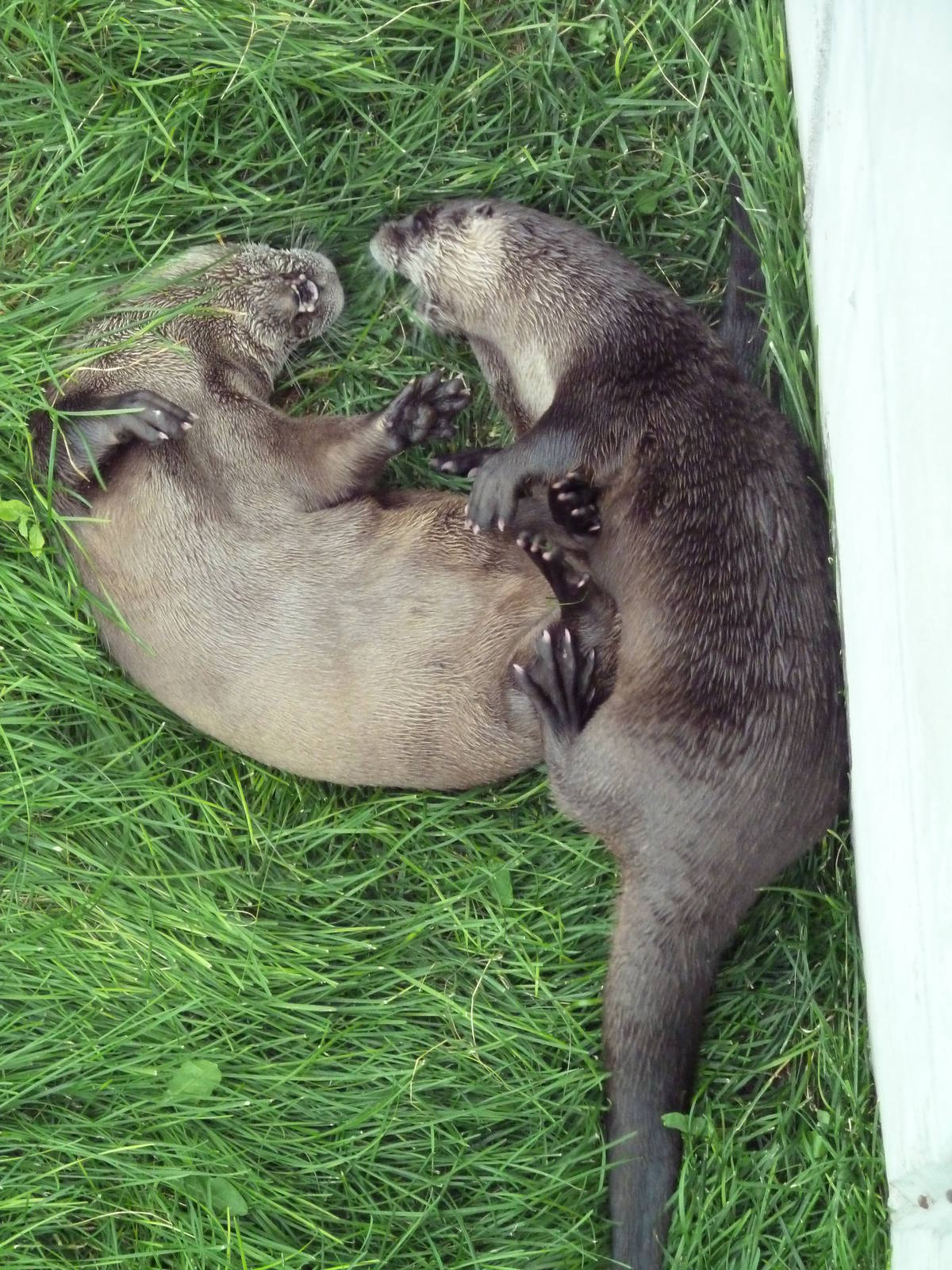 North American River Otters