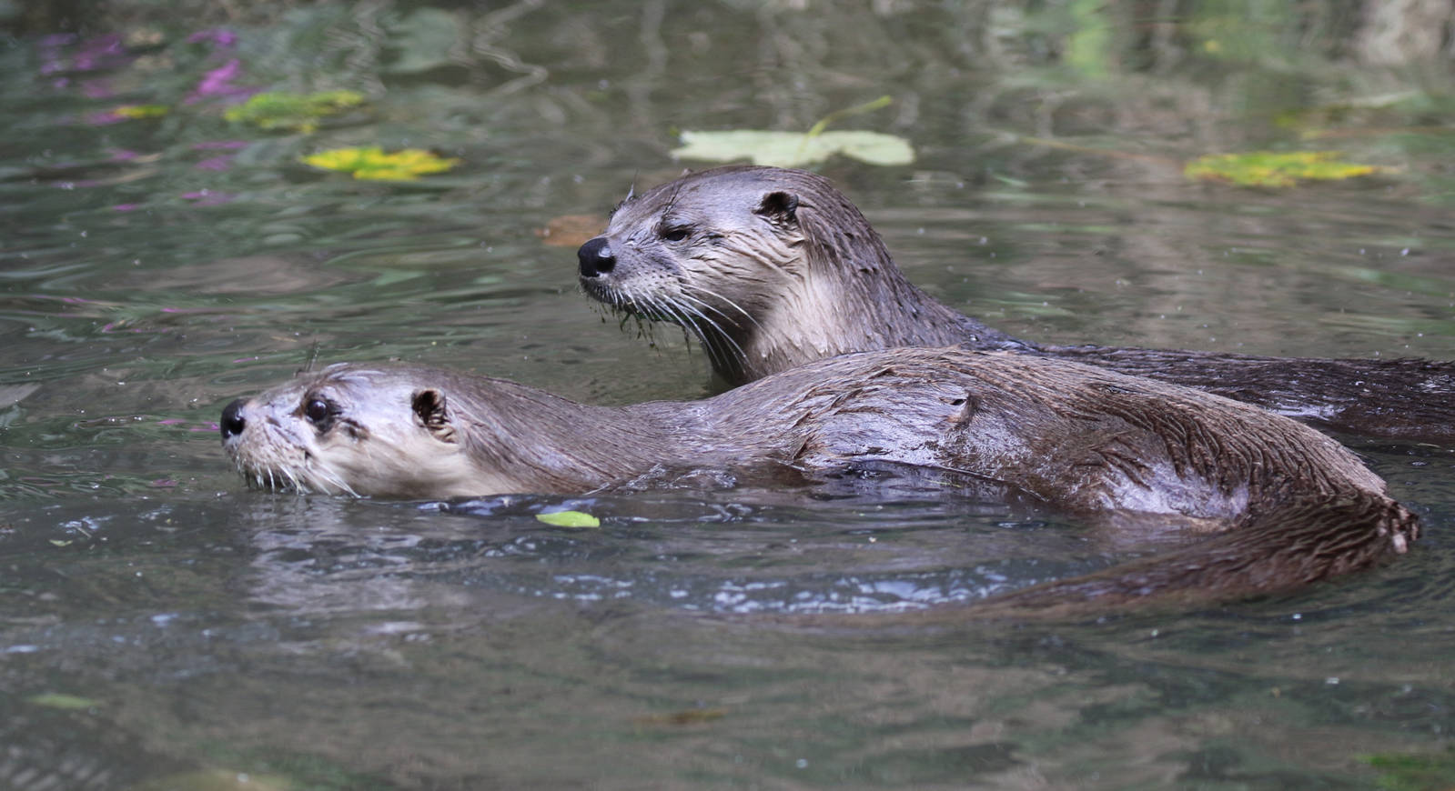 North American River Otters