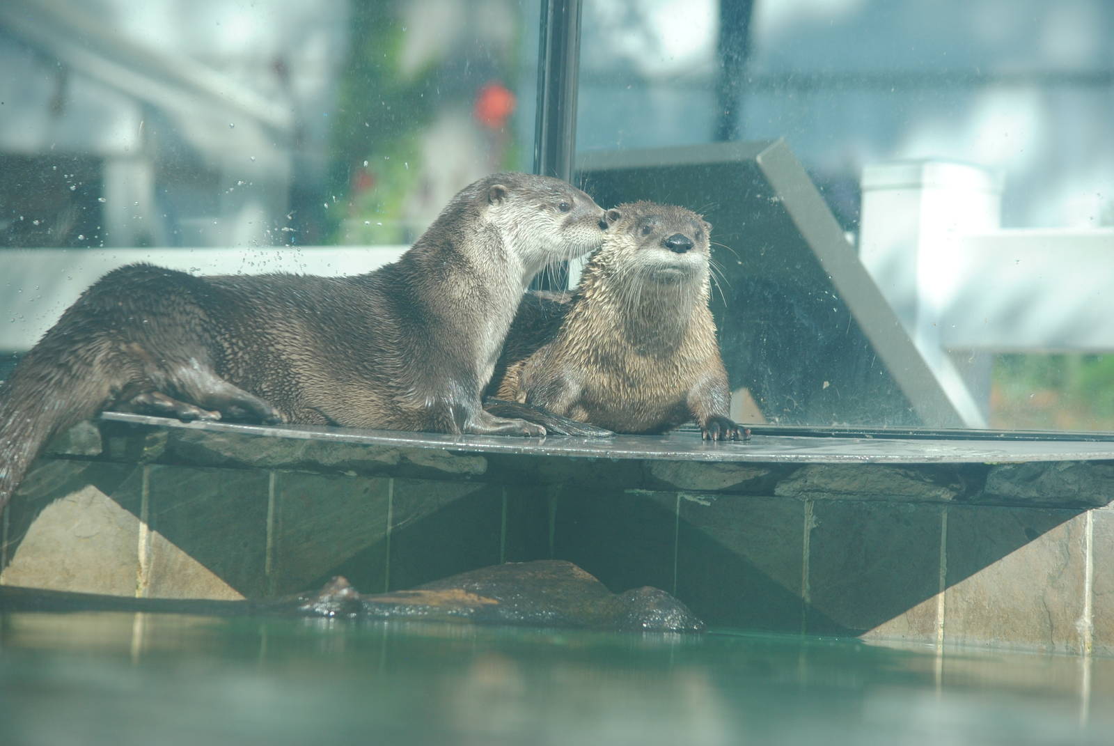 North American River Otters