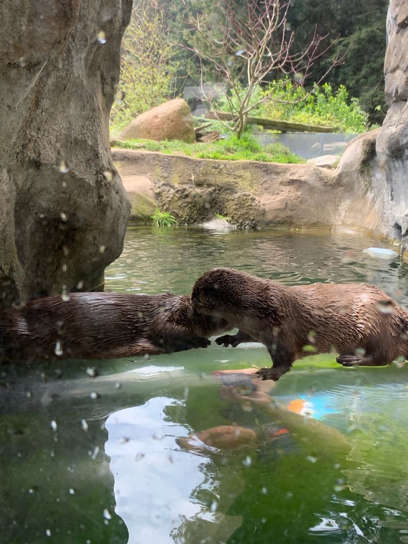 North American river otters