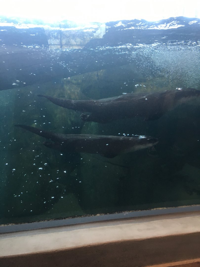 North American River Otters