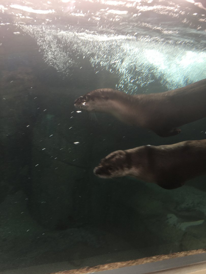 North American River Otters