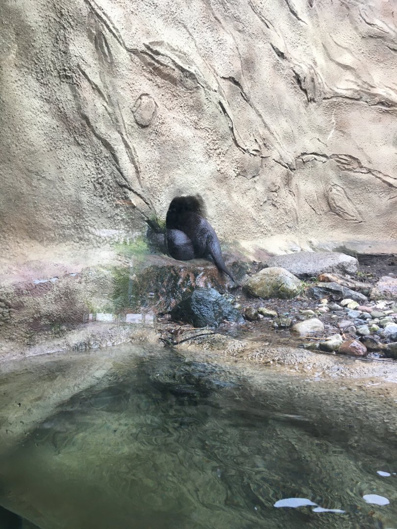 North American River Otters
