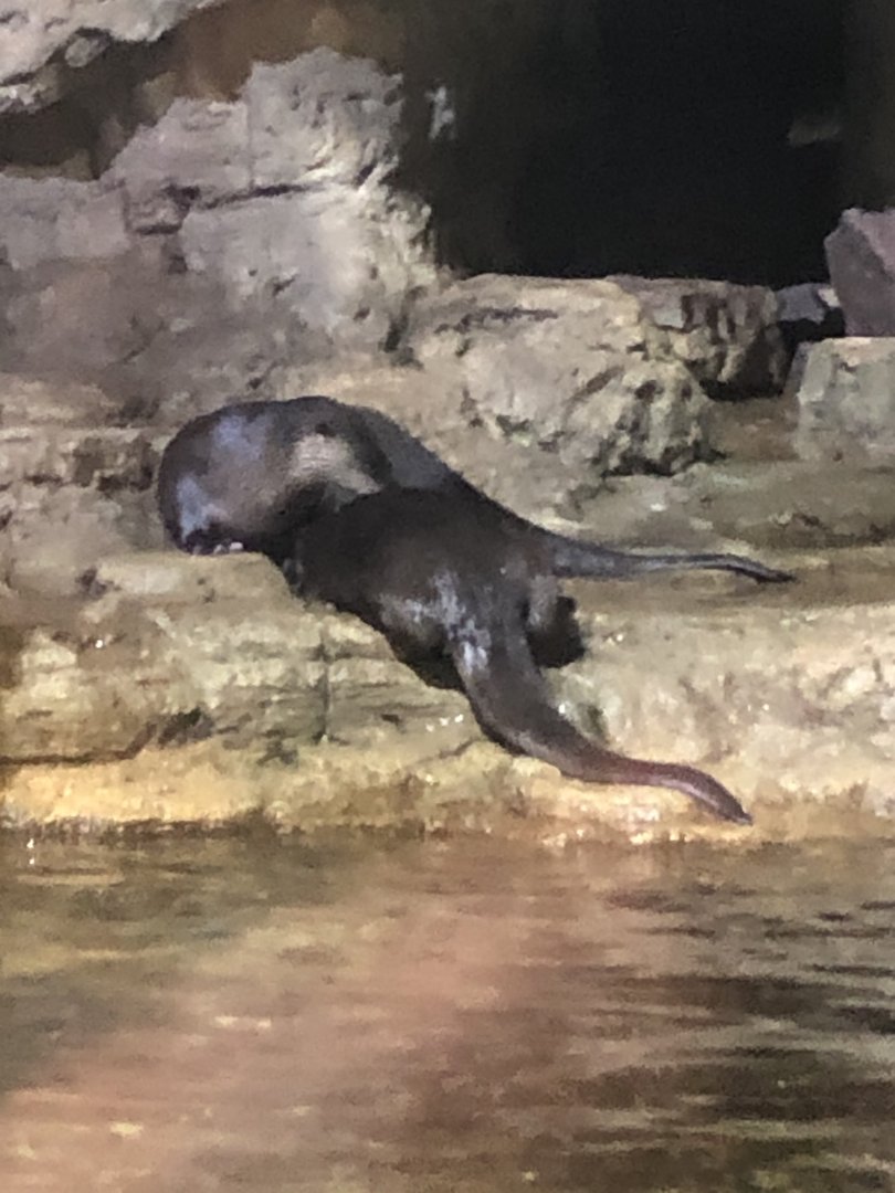 North American River Otters