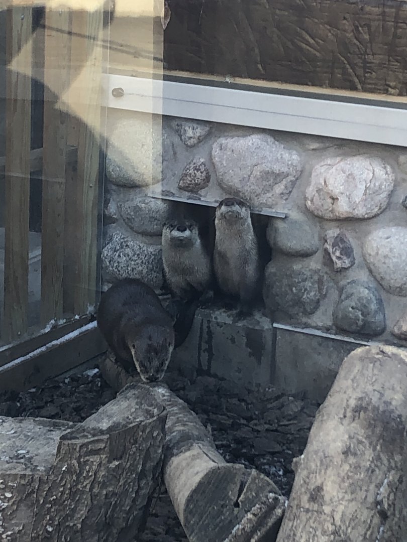 North American River Otters