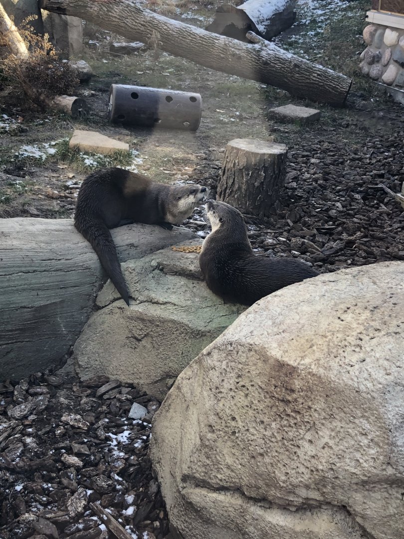 North American River Otters