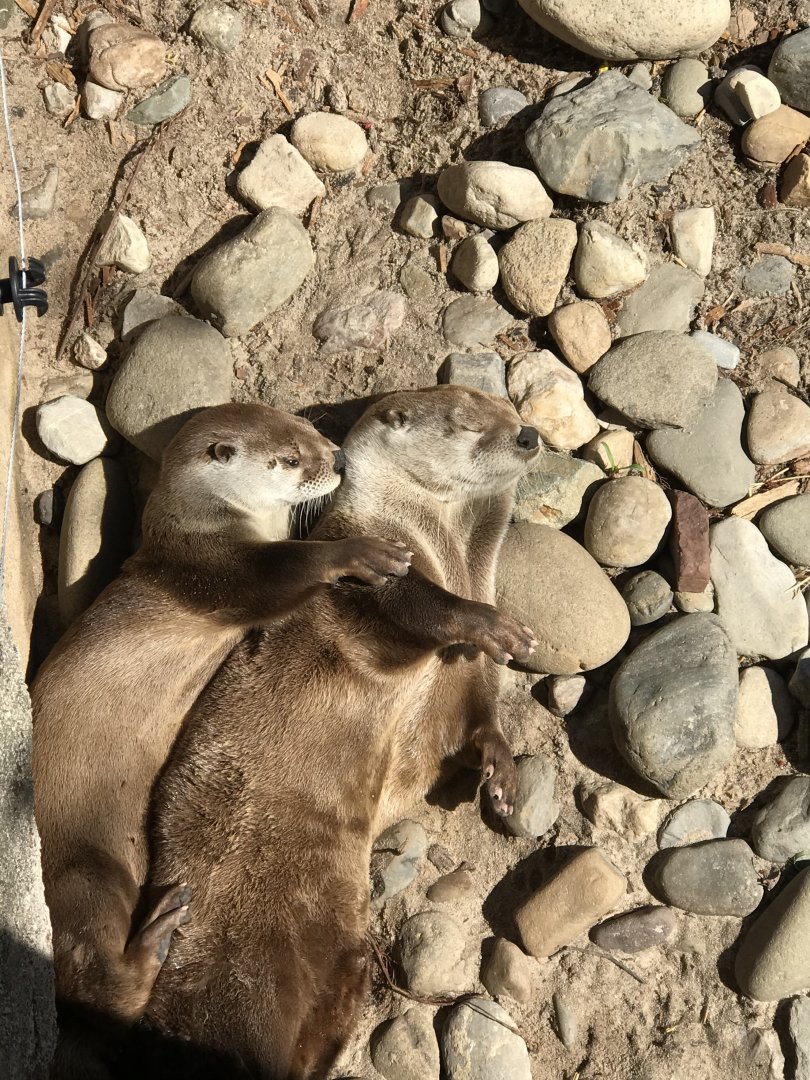 North American River Otters