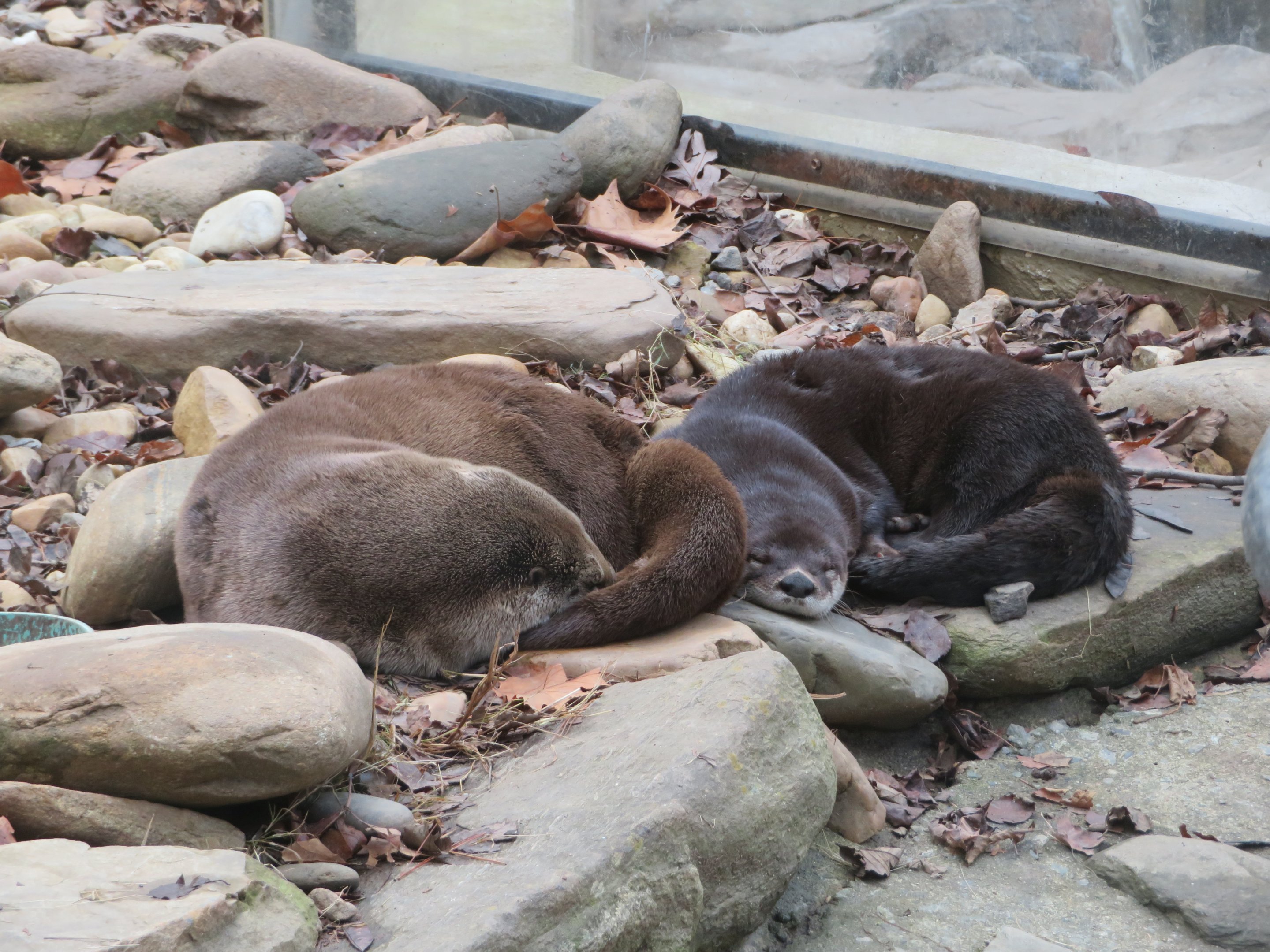 North American River Otters