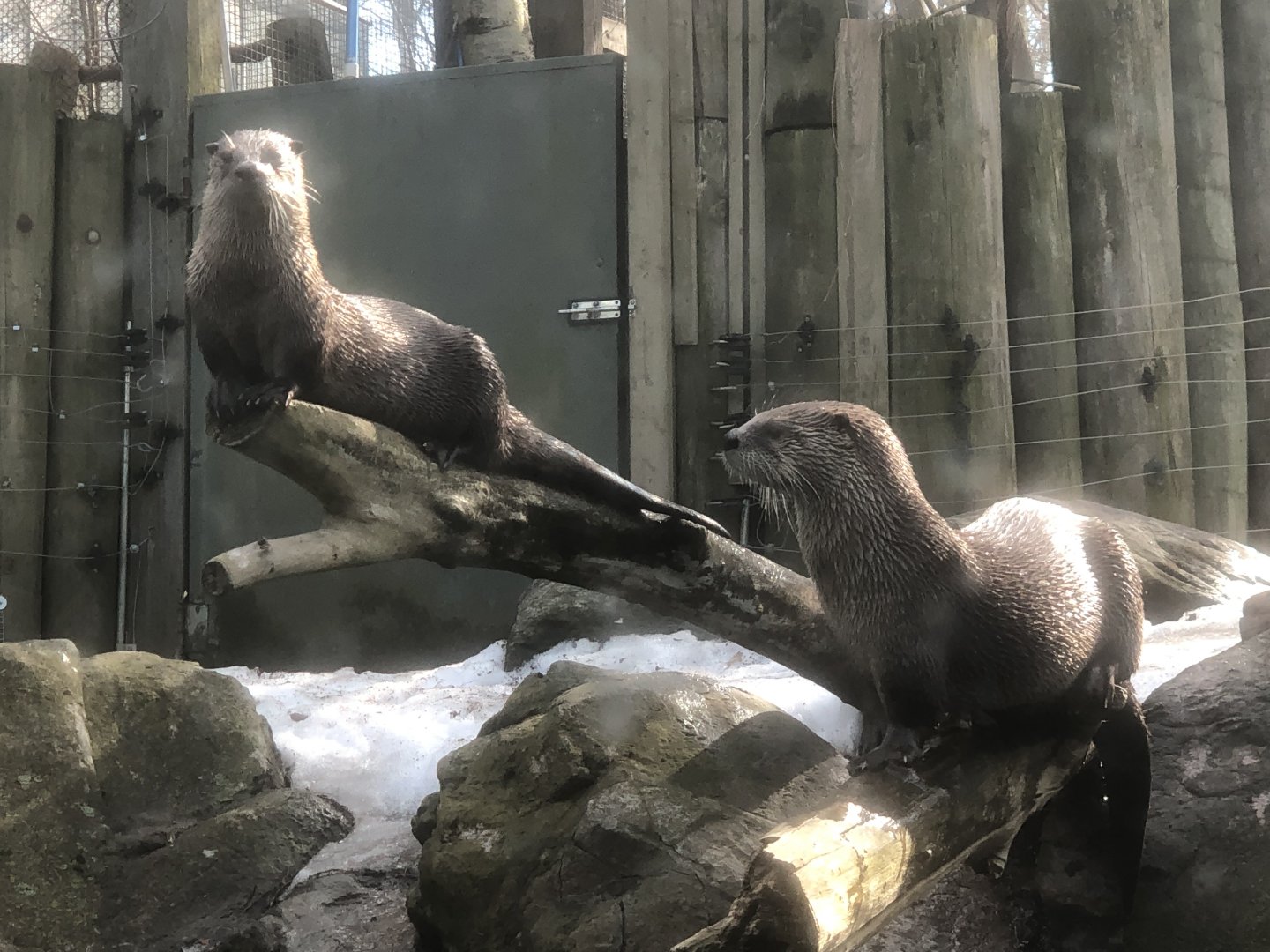 North American River Otters