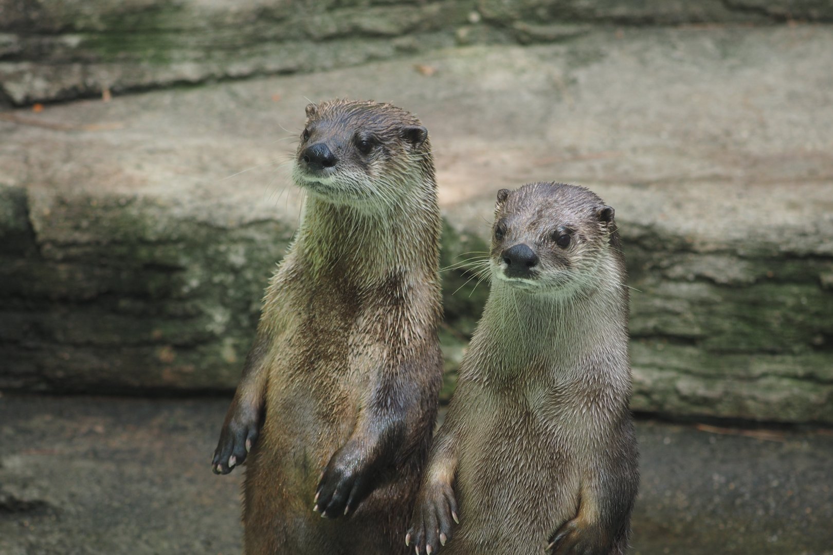 North American river otters