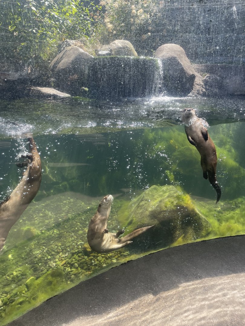 North American River Otters