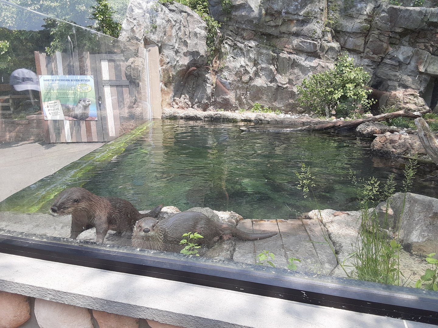North American River Otters