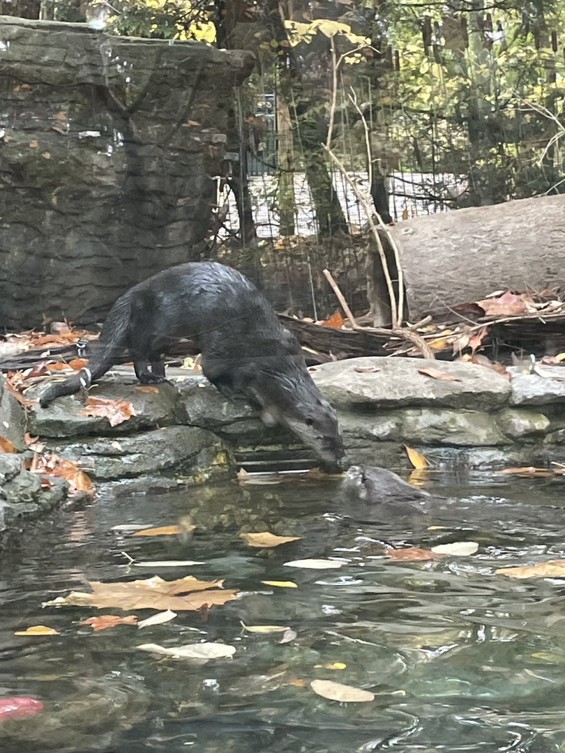 North American River Otters