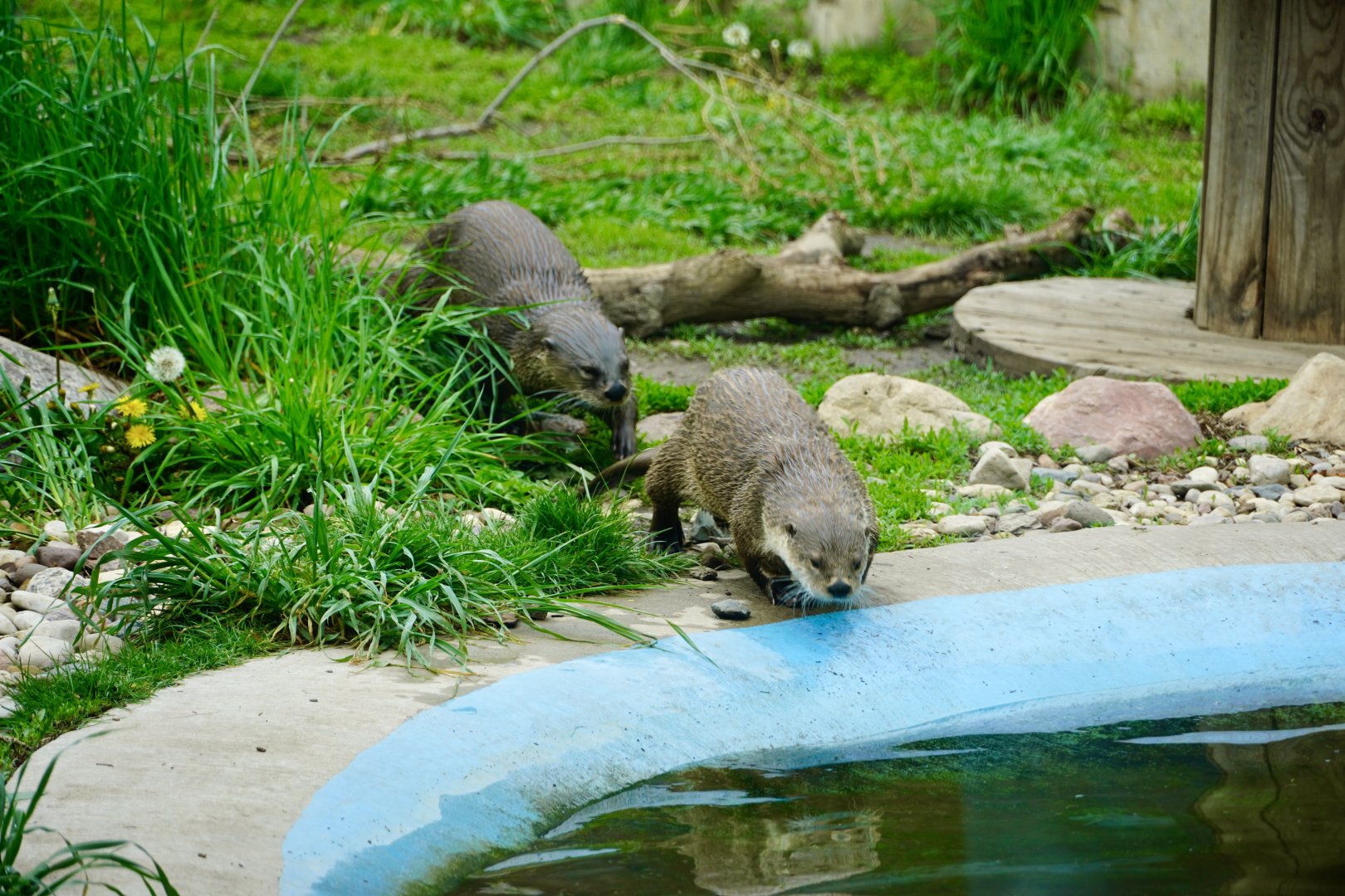 North American River Otters