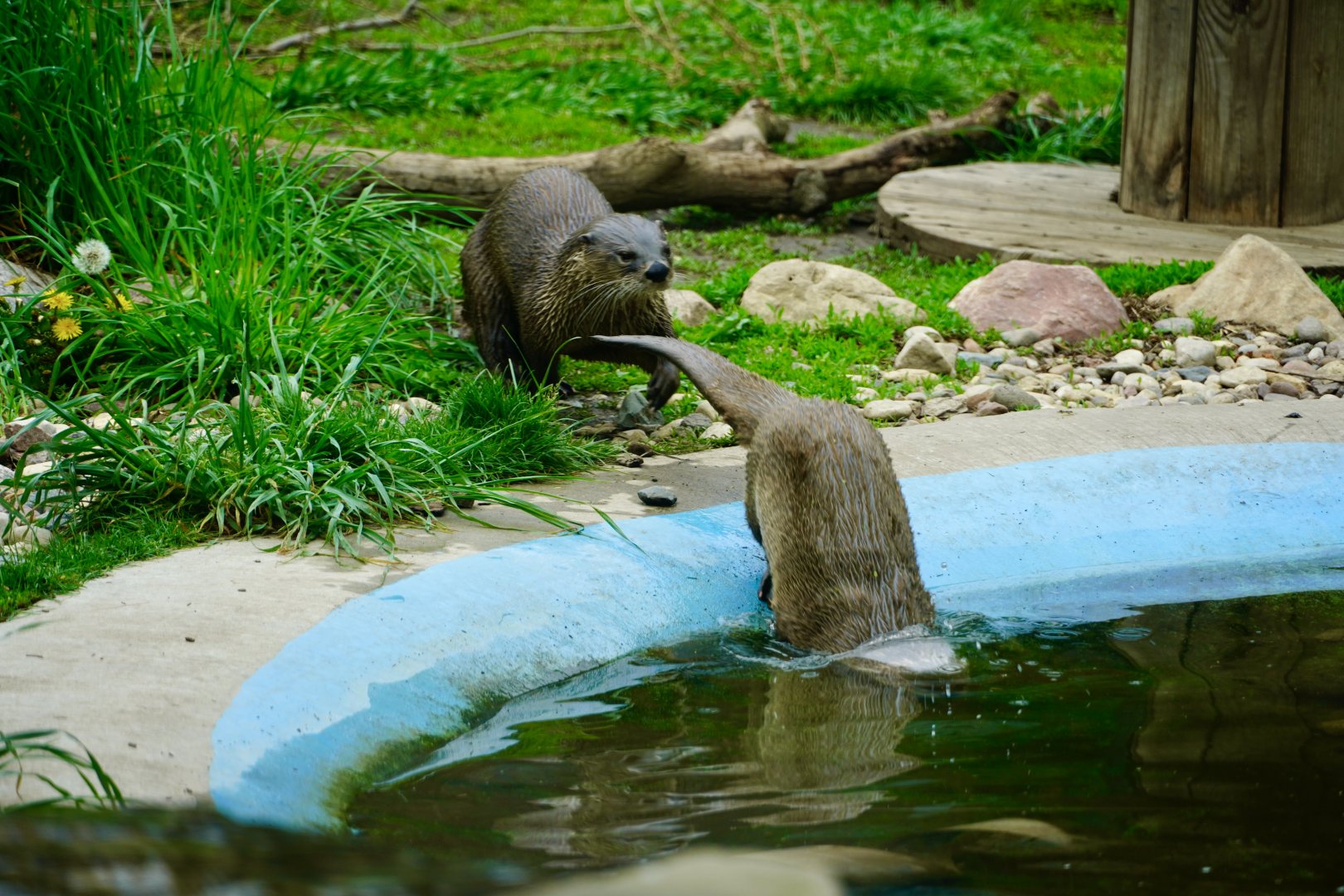 North American River Otters