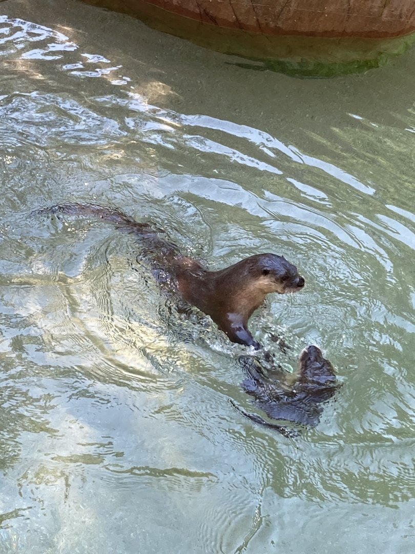 North American River Otters
