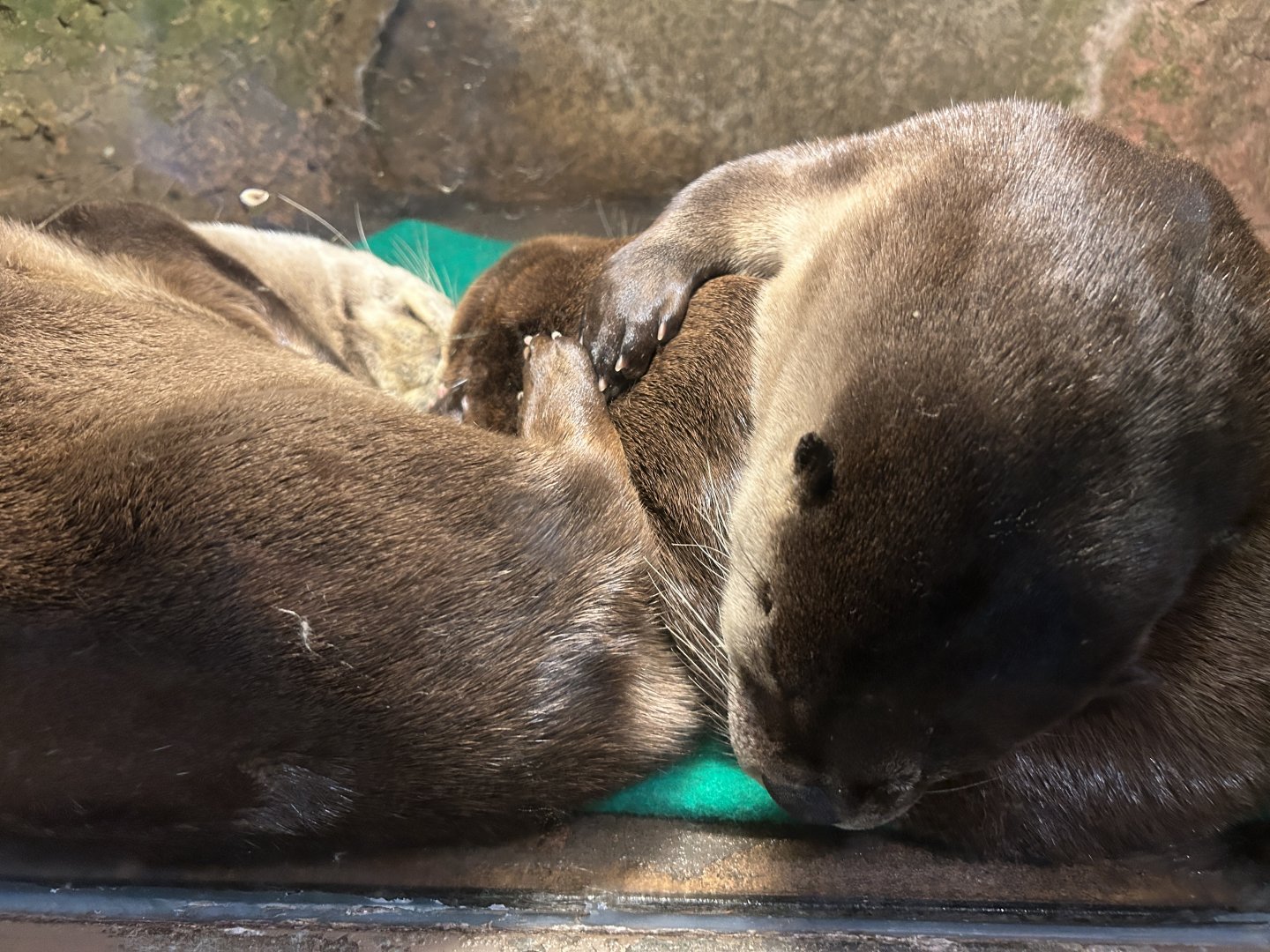 North American River Otters