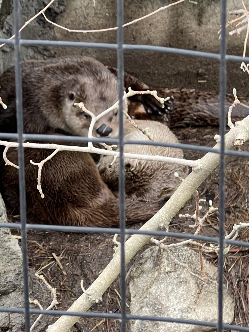 North American River Otters