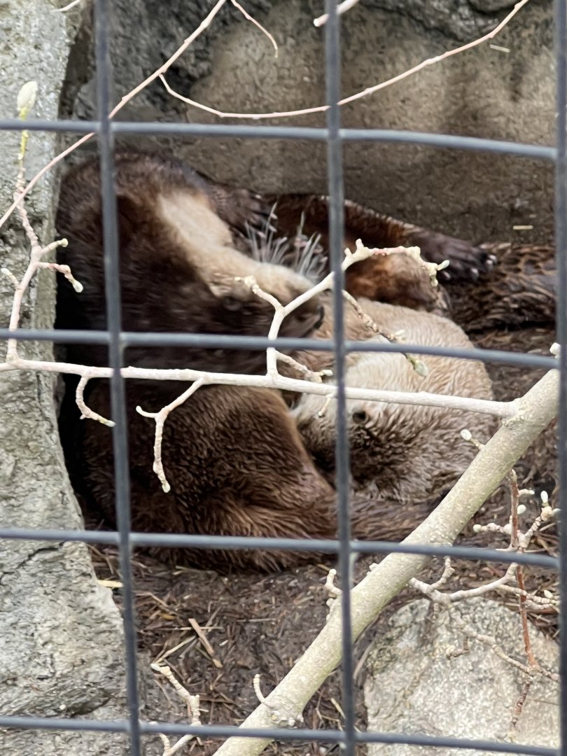 North American River Otters