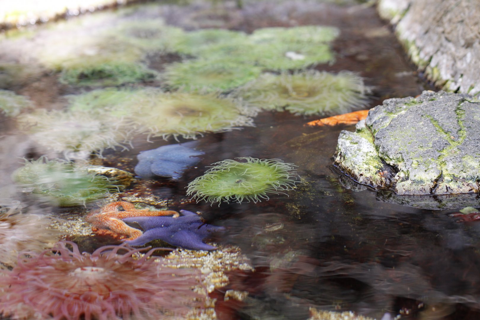 North American rockpool