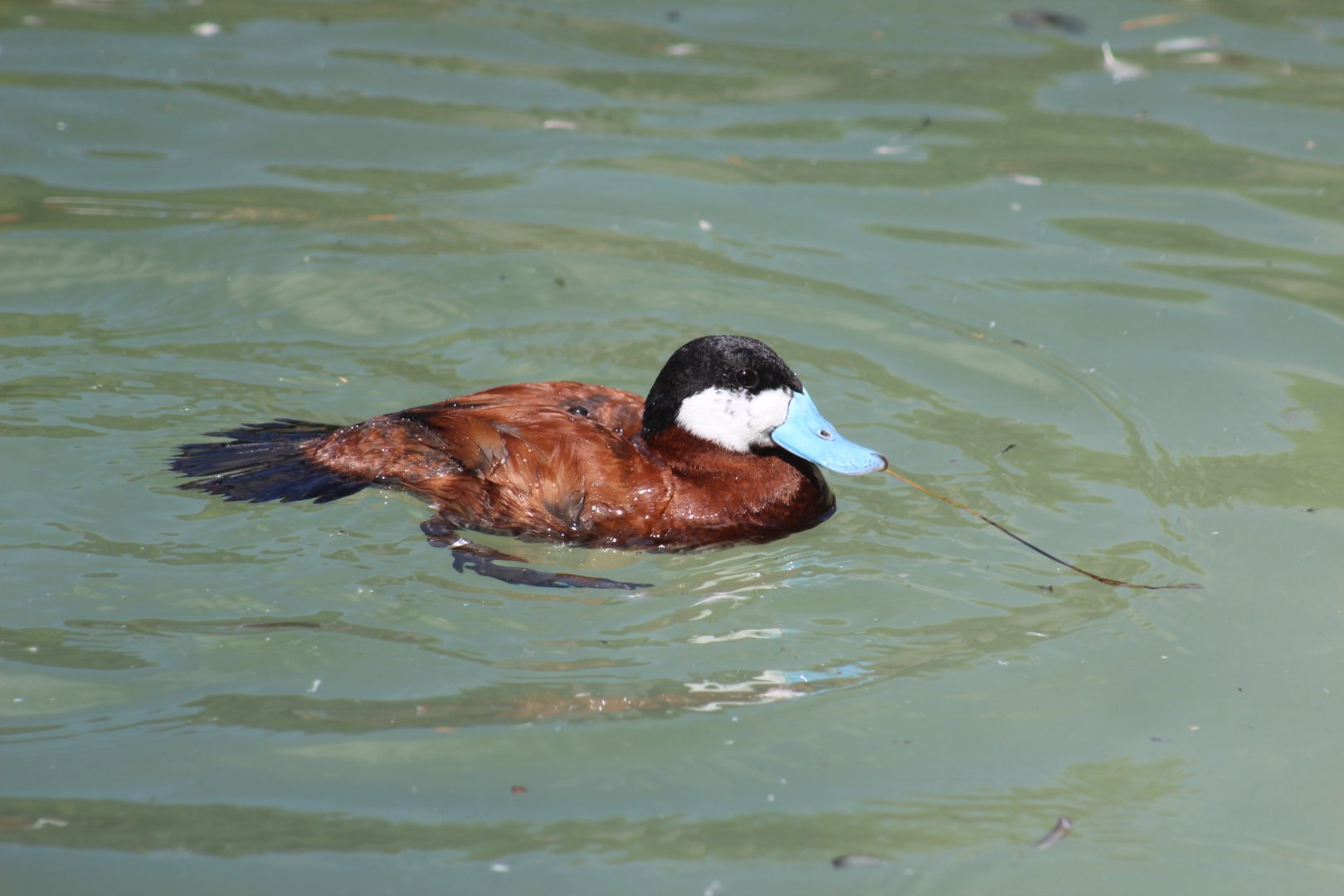 North American Ruddy Duck