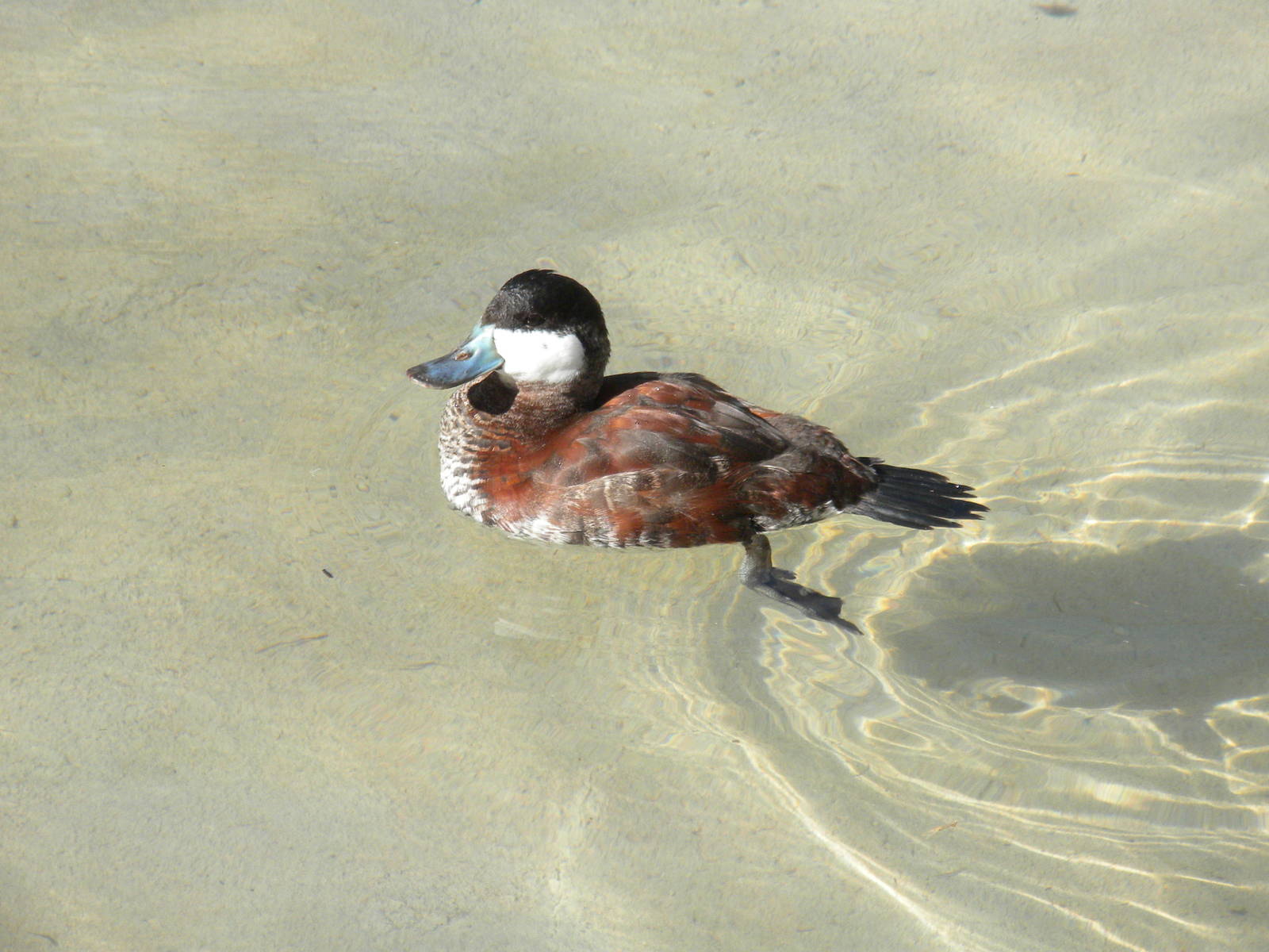 North American Ruddy Duck