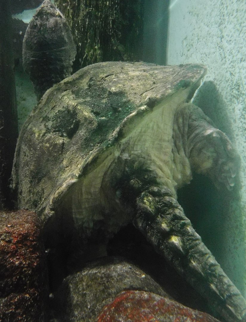North American Snapping Turtle (Chelydra serpentina) October 4, 2025