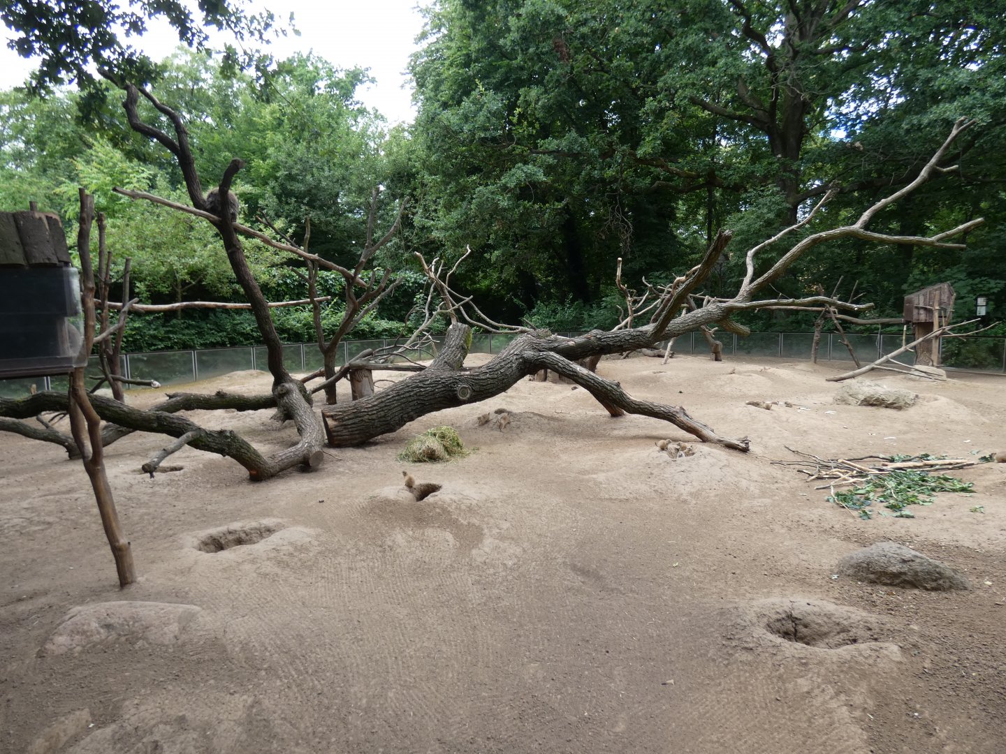 North American Tree Porcupine and Black-tailed Prarie Dog enclosure