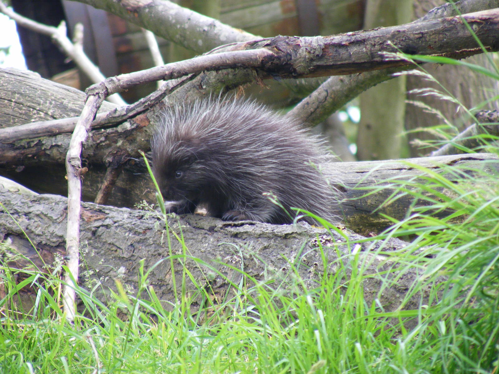 North American tree porcupine at Blackpool Zoo, 13 June 2011