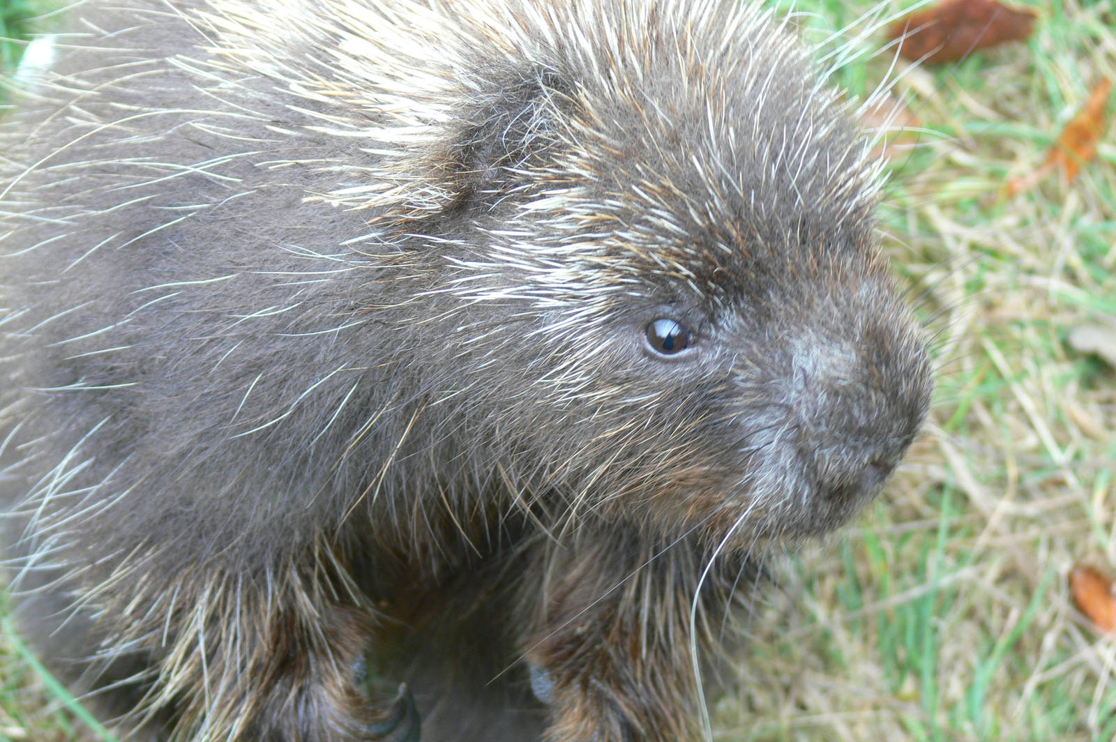 North American Tree Porcupine at Blackpool Zoo, 27/09/14