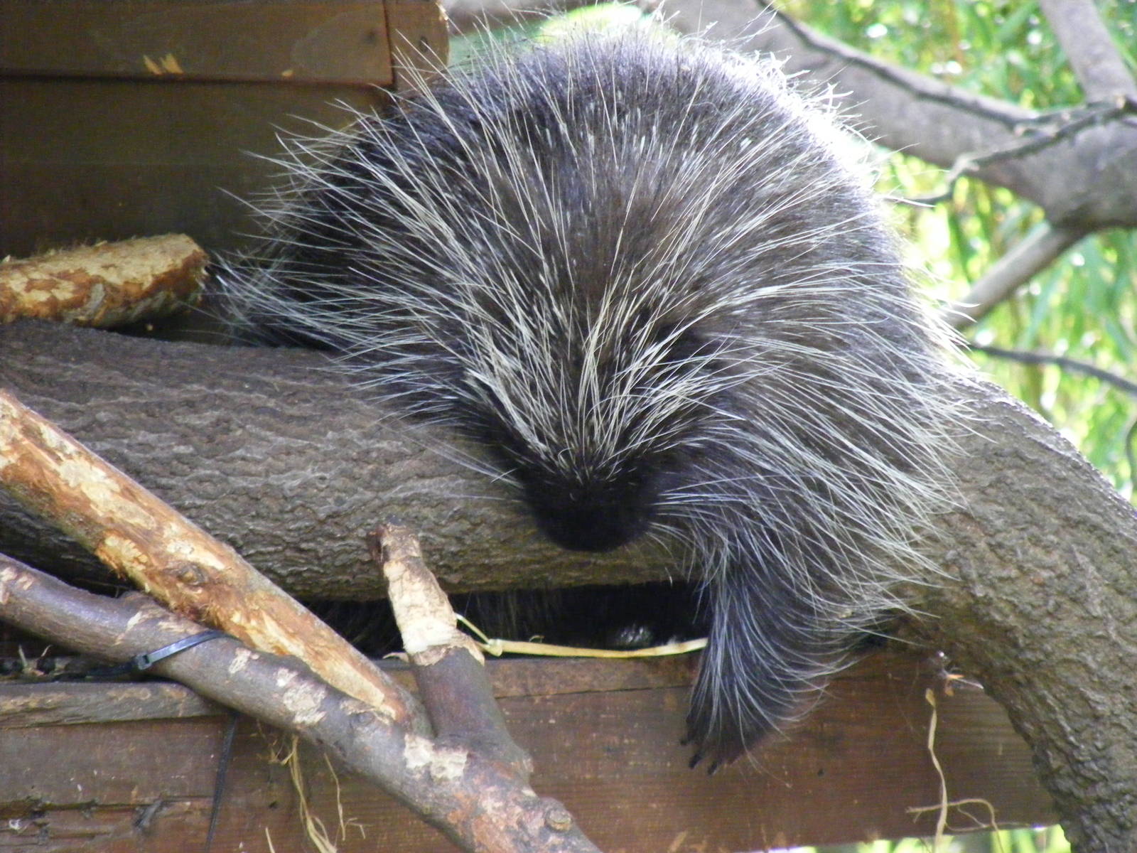 North American tree porcupine at Edinburgh Zoo, 21 May 2010