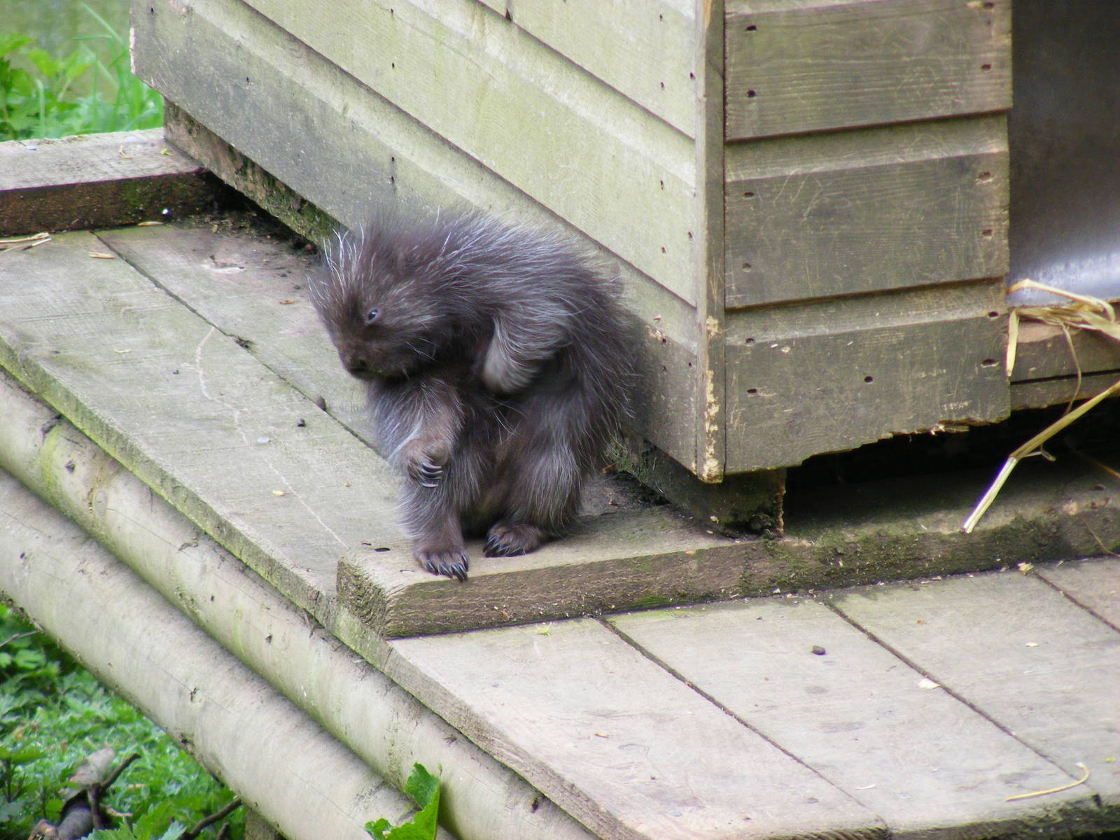 North American tree porcupine at Galloway Wildlife Conservation Park, 16 Ma