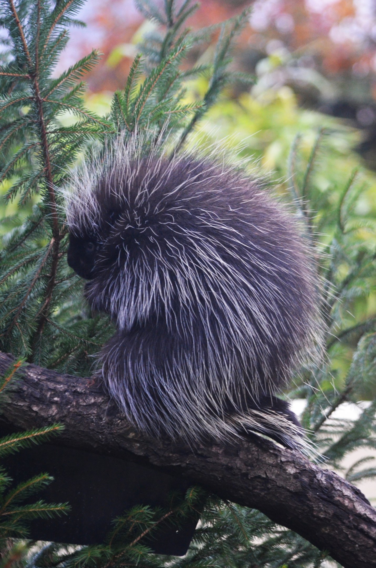 North American Tree Porcupine at Longleat, 03/11/19