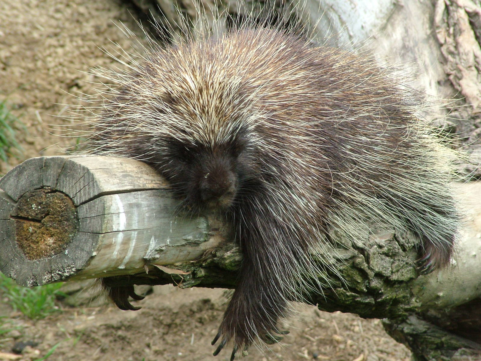 North American Tree Porcupine at Plzen, 25/05/10