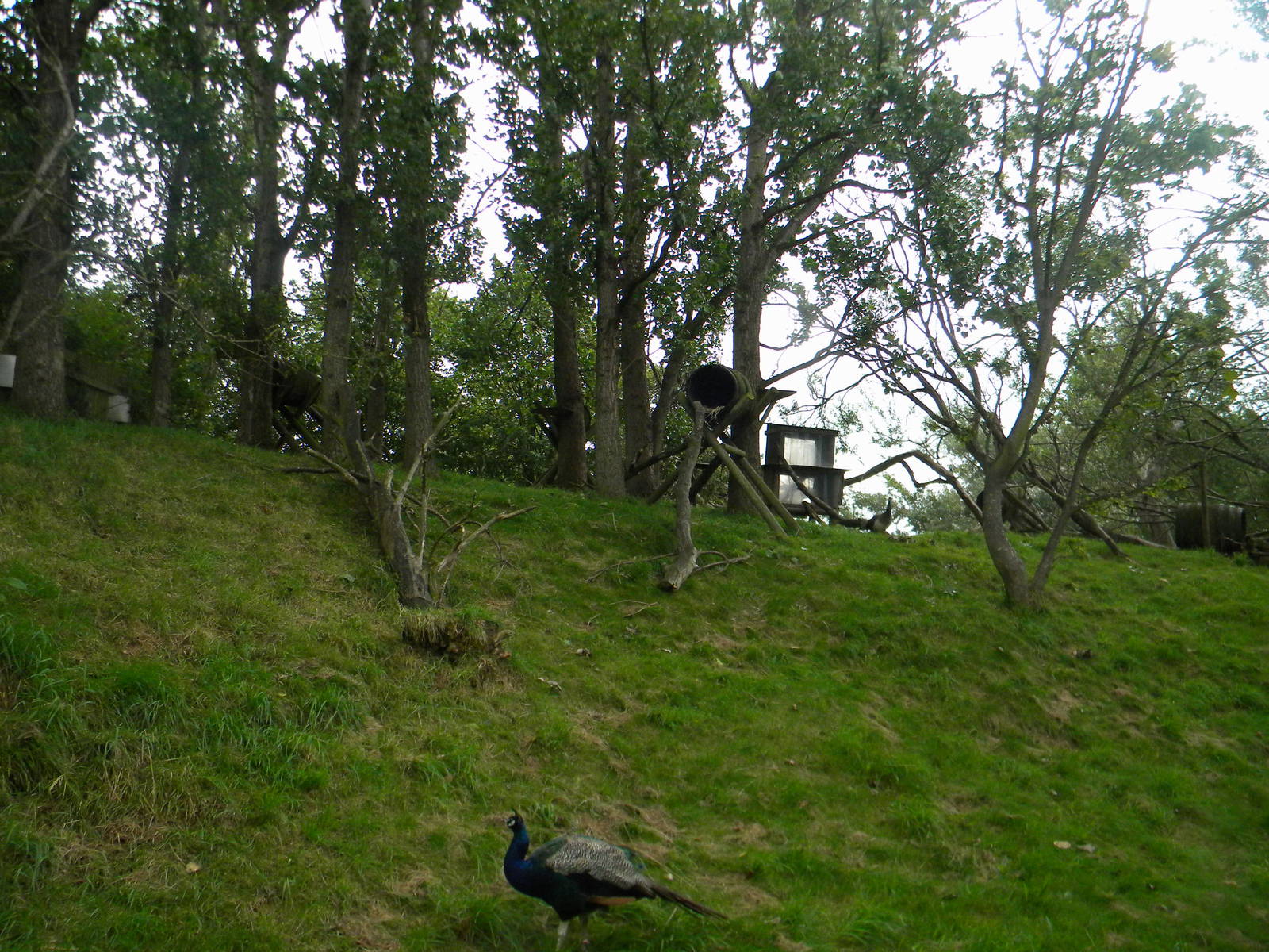 North American Tree Porcupine enclosure at Blackpool Zoo 07/08/11