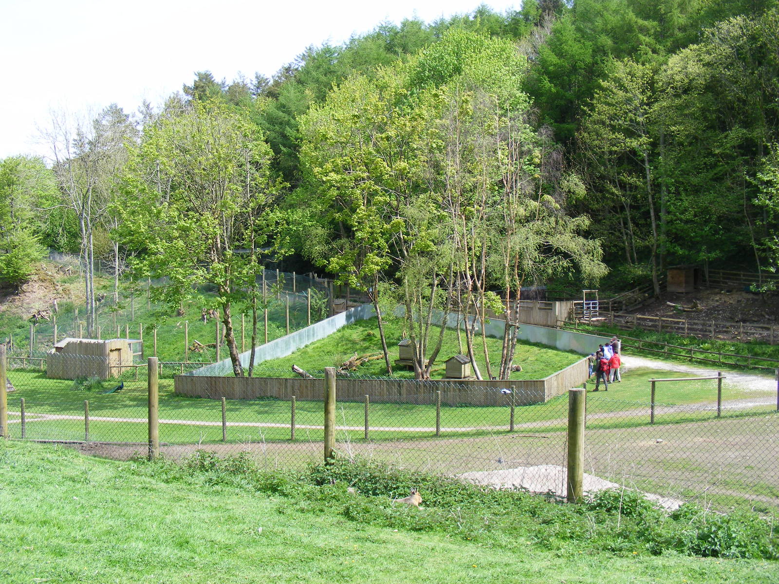 North American tree porcupine enclosure at Galloway Wildlife Conservation P