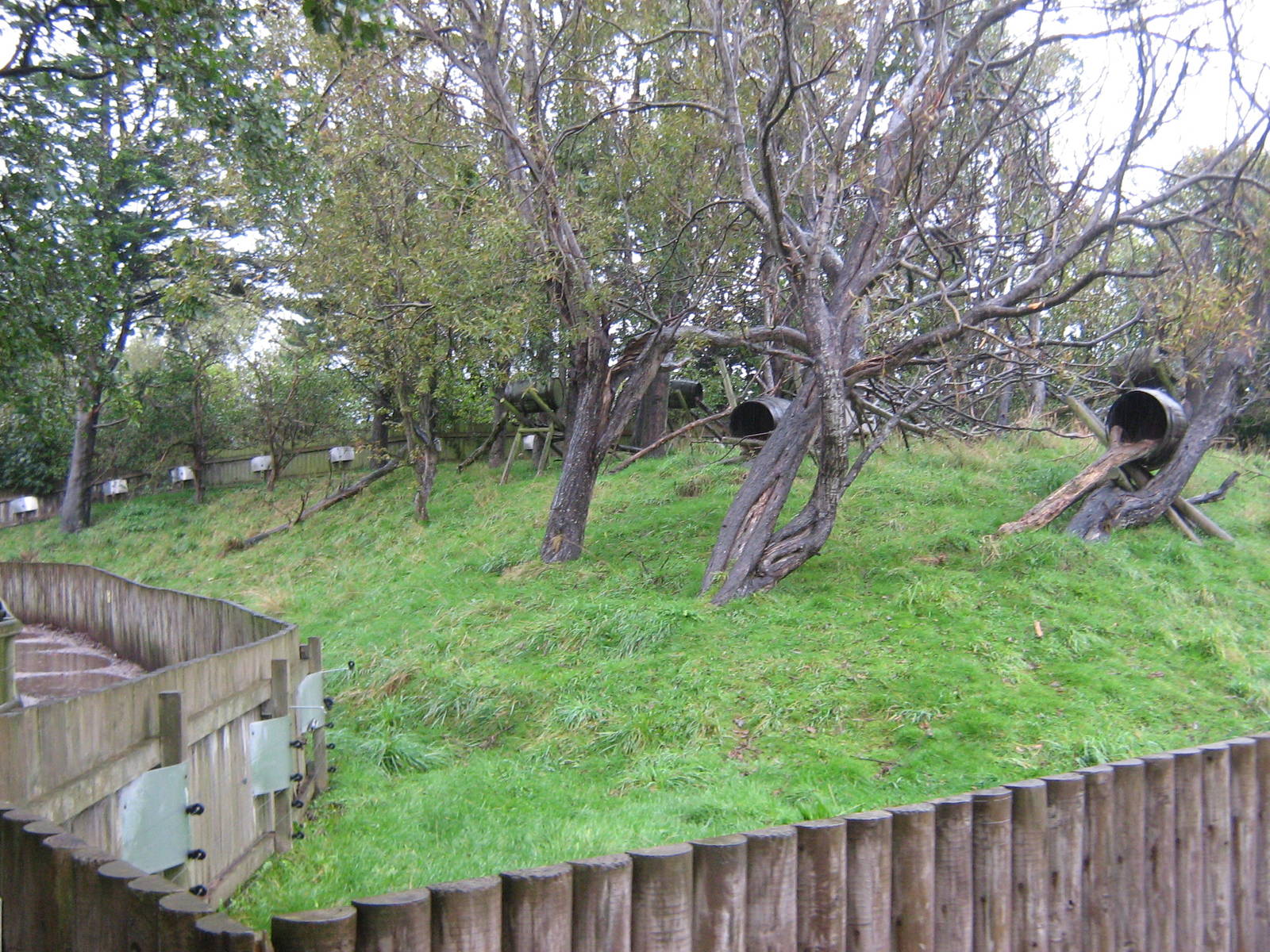 North American Tree Porcupine Enclosure.