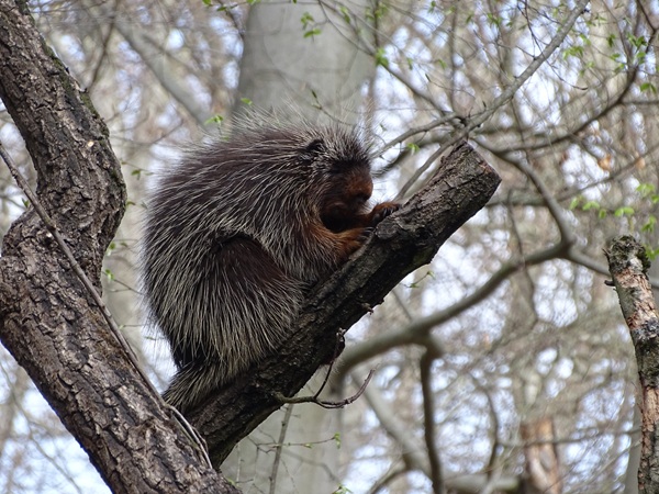 North American tree porcupine (Erethizon dorsatum)