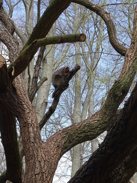North American tree porcupine (Erethizon dorsatum)