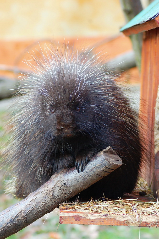 North American Tree Porcupine in Miskolc Zoo