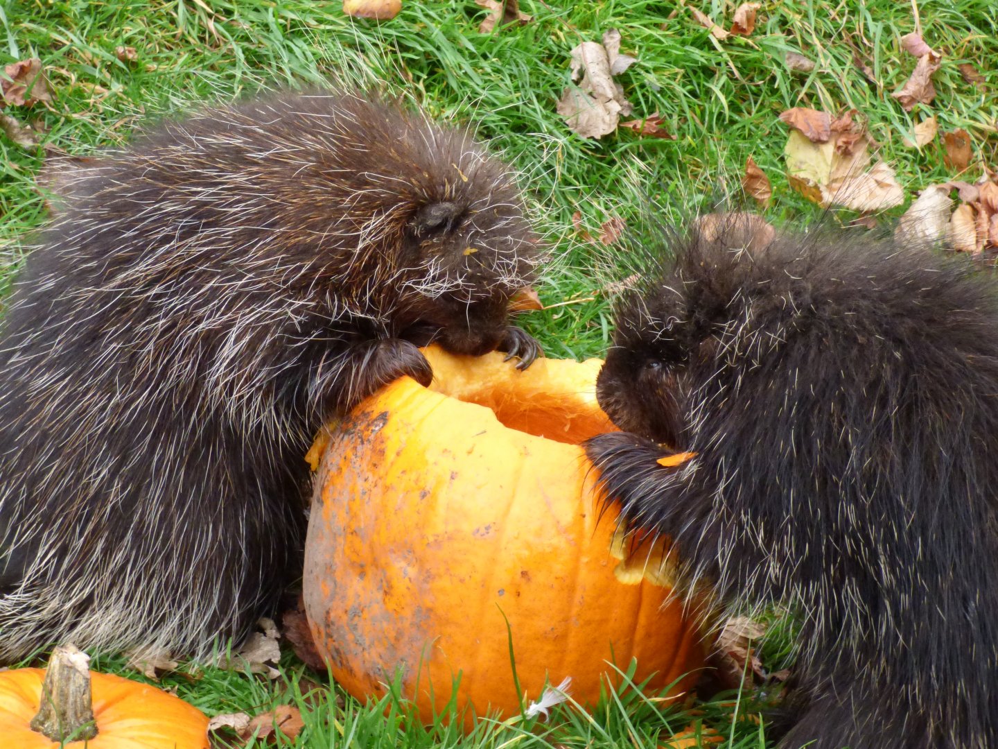 North American Tree Porcupine in the mood for Halloween!